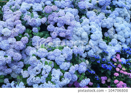 紫菜彩 2730 紫菜彩 2730 104706808