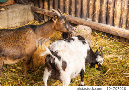 Animals goats eating in the farm. Domestic farm chews. Agriculture and ecology dairy . Full udder with milk, food for little kids, livestock raising on the farm, farming, walking pets on the ranch Animals goats eating in the farm. Domestic farm chews. Agriculture and ecology dairy . Full udder with milk, food for little kids, livestock raising on the farm, farming, walking pets on the ranch 104707028