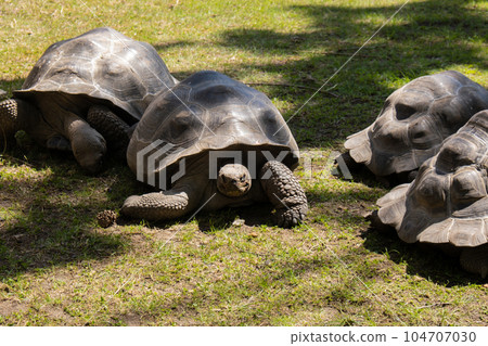 Giant Galapagos tortoise - Chelonoidis nigra moving on green grass. Big old turtle Ancient animal in Park nature. Slowly crawling in zoo reptile. Giant Galapagos tortoise - Chelonoidis nigra moving on green grass. Big old turtle Ancient animal in Park nature. Slowly crawling in zoo reptile. 104707030