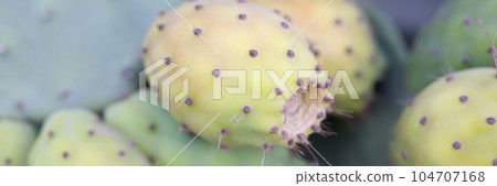 Green and yellow prickly pears or opuntia ficus indica Green and yellow prickly pears or opuntia ficus indica 104707168