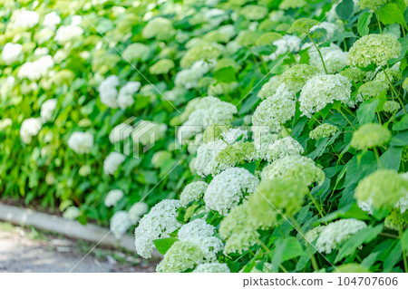 Material Hydrangea Material Hydrangea 104707606