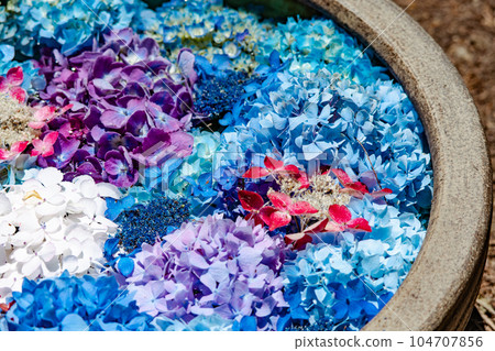 Material Hydrangea 104707856