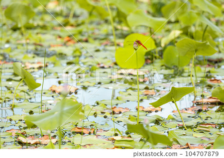 Material lotus flower and dragonfly Material lotus flower and dragonfly 104707879