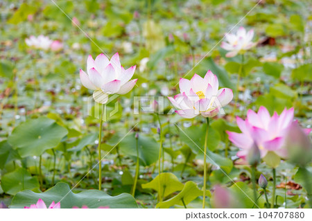 Material lotus flower Material lotus flower 104707880