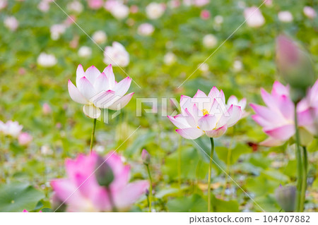 材質 蓮花 材質 蓮花 104707882