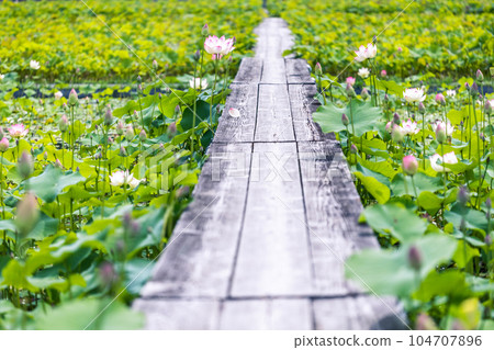 材質蓮花路 104707896