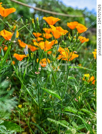 Orange California poppy flower in the green grass 104707926
