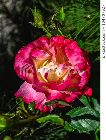 Red Rosa Maurice Utrillo on green leaves background 104707927