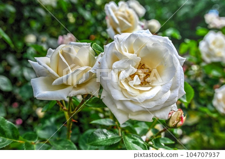White Schneewittchen rose flower on green leaves background White Schneewittchen rose flower on green leaves background 104707937