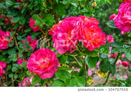 Red Rosa park Champlain on green leaves background Red Rosa park Champlain on green leaves background 104707938