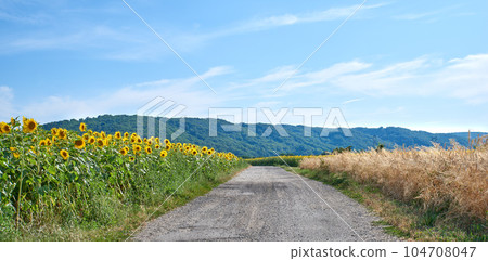 Fields of sunflowers and reeds on an empty road or pathway against a blue sky in the countryside. Scenic landscape view of a secluded street in a natural area. Grassland with plants and vegetation 104708047