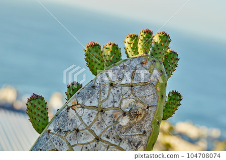 Closeup of prickly pear cactus flowers getting ready to blossom and bloom in Mexico desert. Succulent fig optunia growing. Farmed and cultivated for nutrition, antioxidants, vitamins and minerals Closeup of prickly pear cactus flowers getting ready to blossom and bloom in Mexico desert. Succulent fig optunia growing. Farmed and cultivated for nutrition, antioxidants, vitamins and minerals 104708074