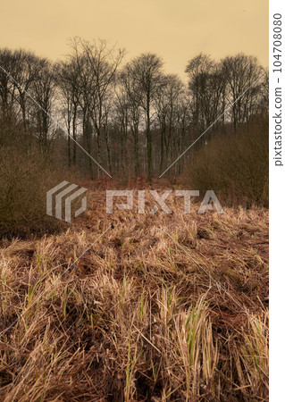 Wild grass with a background of bare trees on a field during winter sunset. Big creepy branches on bare tree trunks in a forest on a gloomy morning. Wild shoots and leaves on a path to haunted woods 104708080