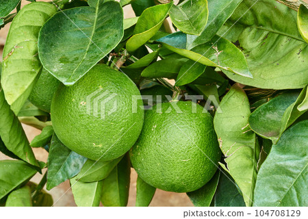 Closeup of limes growing on trees at a nursery or on a farm in summer. Citrus fruit helps the immune system stay healthy and protects from infection. Lemons providing vitamin C on a leafy tree 104708129