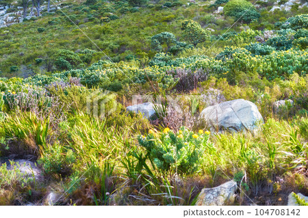Closeup view of beautiful colorful nature on mountain. Rocky, grassy and bushy terrain, discover the natural beauty of the outdoors. Group of different plants and leaves on a sunny day. Closeup view of beautiful colorful nature on mountain. Rocky, grassy and bushy terrain, discover the natural beauty of the outdoors. Group of different plants and leaves on a sunny day. 104708142