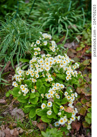 Blossoming primrose flowers in a natural habitat on a sunny day. A bright flowering Primula acaulis plant blooming in a meadow with fallen brown leaves in a forest or nature park during autumn 104708203