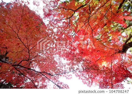 Autumn leaves Autumn leaves 104708247