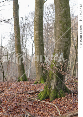 Late winter forest. Morning view of forest trees in nature. Fallen leaves on a cold morning, natural rooted paths and entangling vines. Changing life in the season of Autumn, growth in the outdoors. 104708248