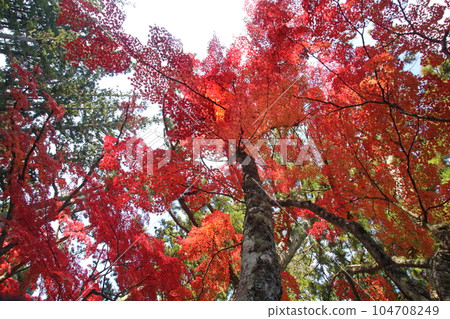 Autumn leaves Autumn leaves 104708249