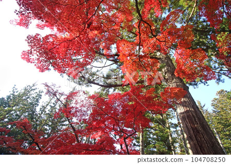 Autumn leaves 104708250