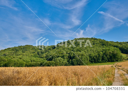 Field of wheat with dense green forest against a blue sky background with copy space. Scenic landscape of nature with golden grain being cultivated for harvest near quiet woodlands in Lyon, France 104708331