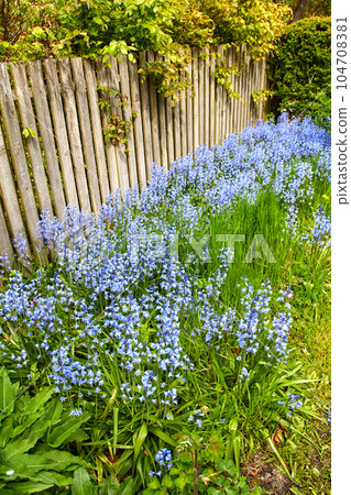 Bluebell flowers growing in a backyard garden in summer. Scilla siberica blooming and blossoming on a green lawn for landscaping and decoration in spring. Flowering plants flourishing in nature 104708381
