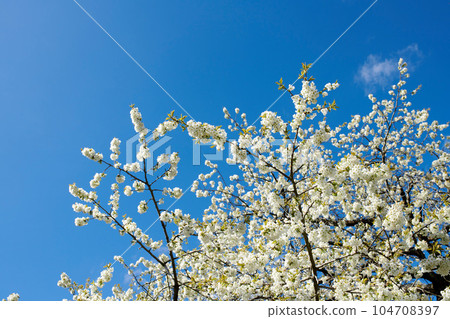 White wild cherry flowers on a clear blue sky background with copy space. Closeup low angle of beautiful floral plants growing on tree branches on a sunny day outdoor in spring season 104708397