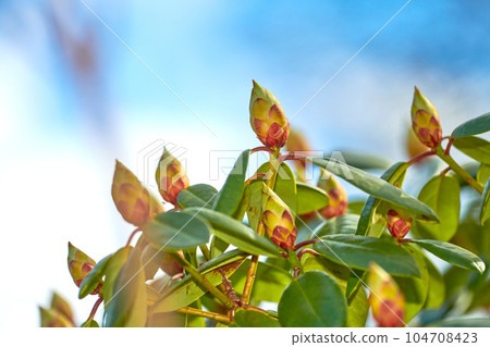 Rhododendron flower bud on a lush green tree with a blue sky background in early spring. Botanical flowerheads growing outdoors in a bush on a summer afternoon. Lush foliage in a thriving ecosystem 104708423