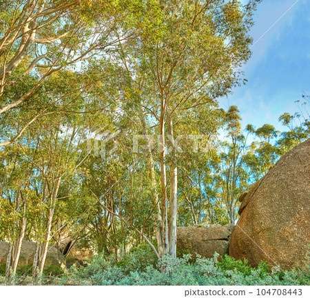 Landscape view of plants, boulders, and trees in a nature forest against a blue sky in summer. Beautiful, peaceful, and quiet view of greenery and vegetation in a woods or natural environment Landscape view of plants, boulders, and trees in a nature forest against a blue sky in summer. Beautiful, peaceful, and quiet view of greenery and vegetation in a woods or natural environment 104708443
