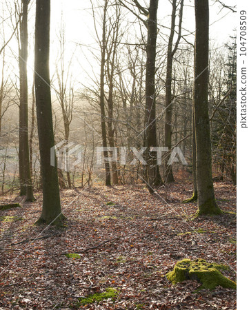 Tree trunks with moss outdoors in the forest or woodlands during autumn. The landscape of nature with dry leafless trees and fallen brown leaves on the ground. Empty land with arid plants and flora Tree trunks with moss outdoors in the forest or woodlands during autumn. The landscape of nature with dry leafless trees and fallen brown leaves on the ground. Empty land with arid plants and flora 104708509