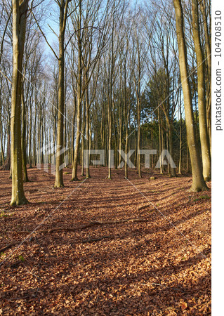 Landscape of planted pine trees in a quiet and remote forest during winter. Scenic and peaceful view of an empty and secluded woods with bare trees during autumn. A natural environment in nature Landscape of planted pine trees in a quiet and remote forest during winter. Scenic and peaceful view of an empty and secluded woods with bare trees during autumn. A natural environment in nature 104708510