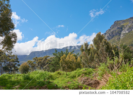 Plants and trees in nature with Table Mountain in the background against blue sky in summer. Scenic popular natural landmark and tourist attraction for adventure while on a getaway vacation Plants and trees in nature with Table Mountain in the background against blue sky in summer. Scenic popular natural landmark and tourist attraction for adventure while on a getaway vacation 104708582
