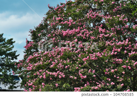 Crape myrtle flower 104708585