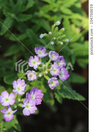 Verbena flowers blooming in early summer garden 104708659