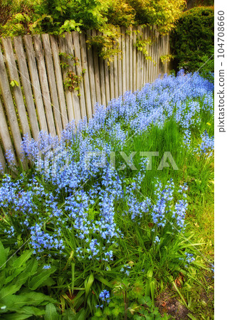 Bluebell flowers growing in a lush green backyard garden in summer. Scilla siberica plants beginning to blossom and bloom for landscaping and decoration on a lawn against a fence at home in spring 104708660