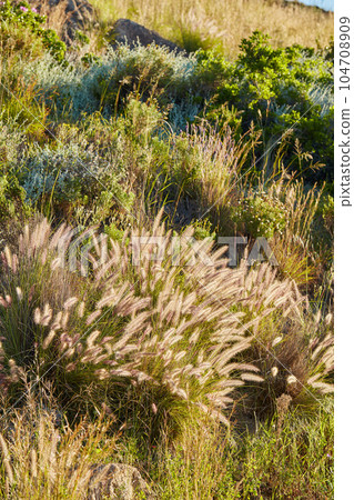 Crimson fountain grass or cenchrus setaceus growing on a field outdoors. Closeup of perennial buffelgrass from the poaceae species blooming and blossoming in nature on a sunny day in a nature reserve Crimson fountain grass or cenchrus setaceus growing on a field outdoors. Closeup of perennial buffelgrass from the poaceae species blooming and blossoming in nature on a sunny day in a nature reserve 104708909