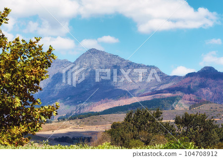 Vibrant, beautiful plants surrounding a mountain in Cape town, South Africa with copy space. Tall trees and lush green bushes growing in peaceful harmony. Calm, fresh, and soothing nature outdoors 104708912