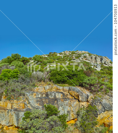 Flowers, plants, and trees on the mountain in South Africa, Western Cape. Landscape view of vegetation, greenery, and grass growing on rocks in nature. Beautiful scenery of a natural environment 104708913