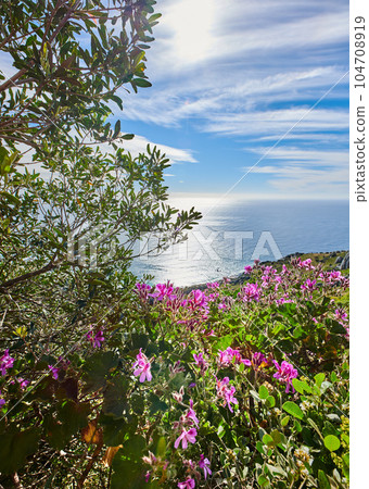 Landscape view of beautiful vegetation and greenery on a mountain side in a natural environment on a summer day. Copy space of flowers, plants and trees on a hill with a calm ocean in the background 104708919