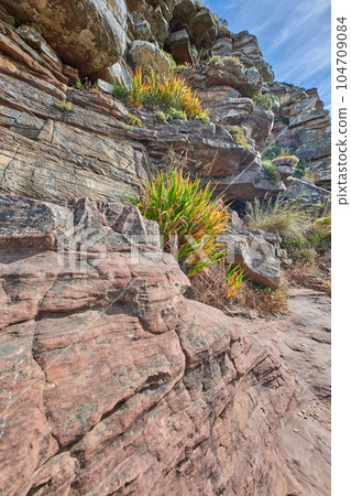 Green grass and bushes growing on a rocky mountainside on Table Mountain, Cape Town in South Africa. Lush shrubs, flora and plants in a peaceful and uncultivated nature reserve in summer Green grass and bushes growing on a rocky mountainside on Table Mountain, Cape Town in South Africa. Lush shrubs, flora and plants in a peaceful and uncultivated nature reserve in summer 104709084