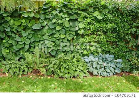 Landscape view of garden wall outside a yard in summer. Natural big growing group of leafs and cut grass getting sunlight in the back of a house. Bunch of different looking plants and greenery. 104709171