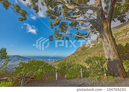Peaceful and scenic view of foliage near a city. Beautiful landscape of nature in Cape Town, South Africa on a summer day. Big tree surrounded by a mountain and green plants outdoors in during spring Peaceful and scenic view of foliage near a city. Beautiful landscape of nature in Cape Town, South Africa on a summer day. Big tree surrounded by a mountain and green plants outdoors in during spring 104709293