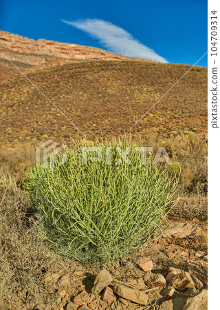 Plants on a hill or mountain in South Africa, Western Cape. Bush of spurges on an open and empty field against a blue sky in summer. Greenery and vegetation growing in nature with copy space Plants on a hill or mountain in South Africa, Western Cape. Bush of spurges on an open and empty field against a blue sky in summer. Greenery and vegetation growing in nature with copy space 104709314