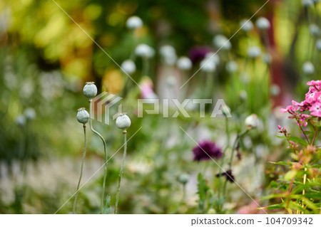 Wild opium or breadseed poppy flowers growing in a botanical garden with blurred background and copy space. Closeup of papaver somniferum plant buds blooming in nature on a sunny day in spring 104709342