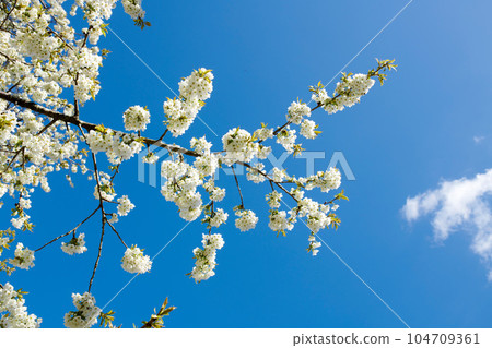 Cherry flowers on a branch in a quiet garden against a sky background on a sunny day. White flowers blooming in peaceful nature, sustainable ecology in the countryside. Serene flowers in nature Cherry flowers on a branch in a quiet garden against a sky background on a sunny day. White flowers blooming in peaceful nature, sustainable ecology in the countryside. Serene flowers in nature 104709361