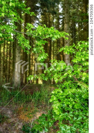 Green leaves of wild beech trees growing in a forest or woodlands with plants and shrubs. View of a peaceful park with a deciduous landscape and lush bright foliage from fagus sylvatica in nature Green leaves of wild beech trees growing in a forest or woodlands with plants and shrubs. View of a peaceful park with a deciduous landscape and lush bright foliage from fagus sylvatica in nature 104709366