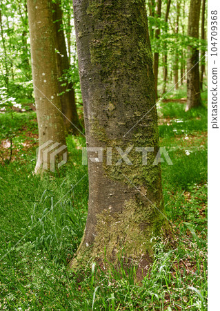 Beech trees with moss and algae growing in a park or garden outdoors. Natural landscape with wooden texture of old bark and weathered trunks on a sunny day in a remote and peaceful meadow or forest 104709368