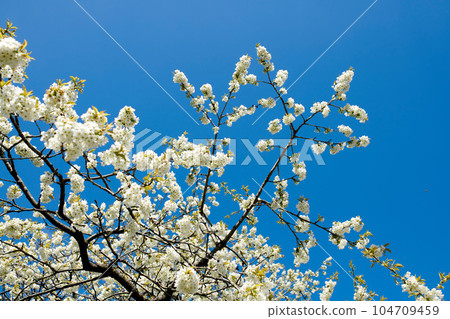 Landscape view of white cherry flowers in the sky. Clear big blue sky surrounded by tree branches with growing white petals. Flower group extending its roots from the stem blossoming life in the day. Landscape view of white cherry flowers in the sky. Clear big blue sky surrounded by tree branches with growing white petals. Flower group extending its roots from the stem blossoming life in the day. 104709459