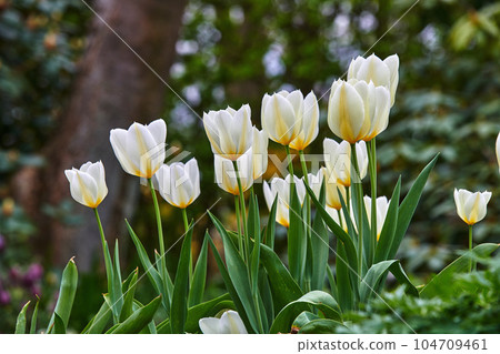 Beautiful white tulips growing in a garden outdoors in early spring. Bunch of pretty and vibrant flowers blooming in a park on a summer day. Plants blossoming outside in a backyard during summer Beautiful white tulips growing in a garden outdoors in early spring. Bunch of pretty and vibrant flowers blooming in a park on a summer day. Plants blossoming outside in a backyard during summer 104709461