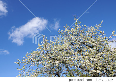 Cherry flowers on a tree against a cloudy blue sky in a backyard garden in summer. Wild white sakura flowering plants blossoming and flourishing on branches in a nature park or field in spring Cherry flowers on a tree against a cloudy blue sky in a backyard garden in summer. Wild white sakura flowering plants blossoming and flourishing on branches in a nature park or field in spring 104709486